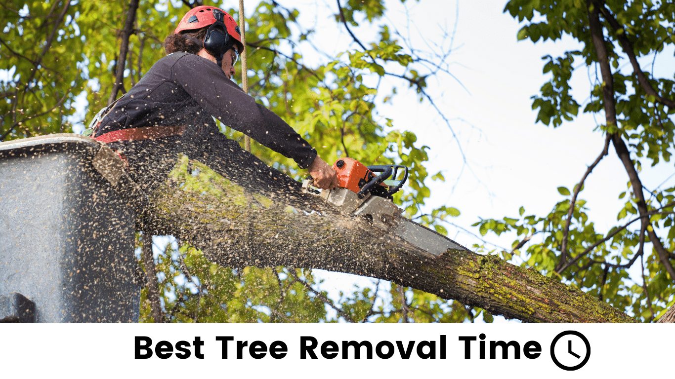 best tree removal time