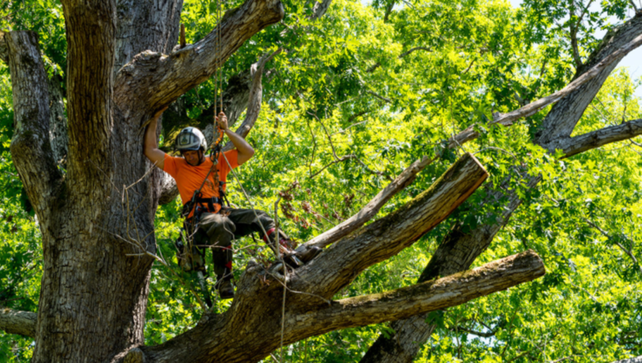 Tree pruning at heights by arborist from Kansas City tree pros in Kansas City MO