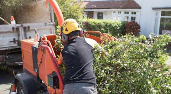 Expert from Kansas City tree pros in Kansas City, MO using the wood chipper