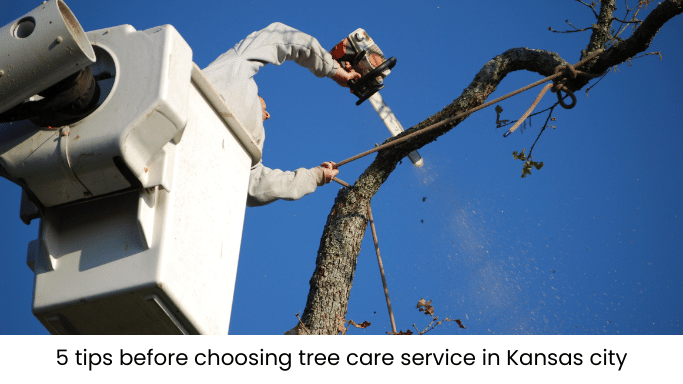 Tips to Hire The Best Tree Service Company