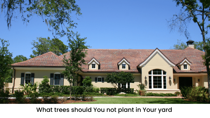 What trees should You not plant in Your yard